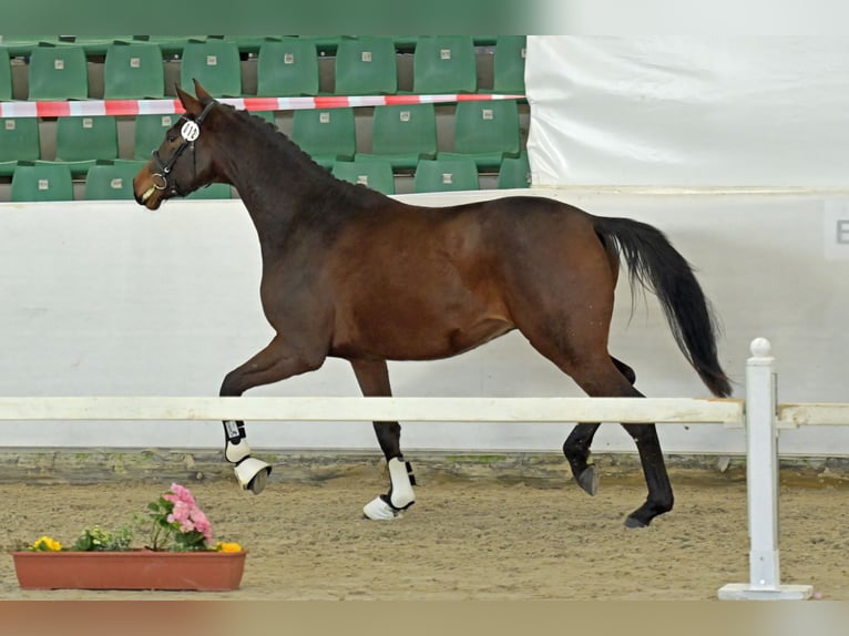 Sportivo Tedesco / Sportivo della Germania Castrone 3 Anni Baio scuro in Niederkirchen
