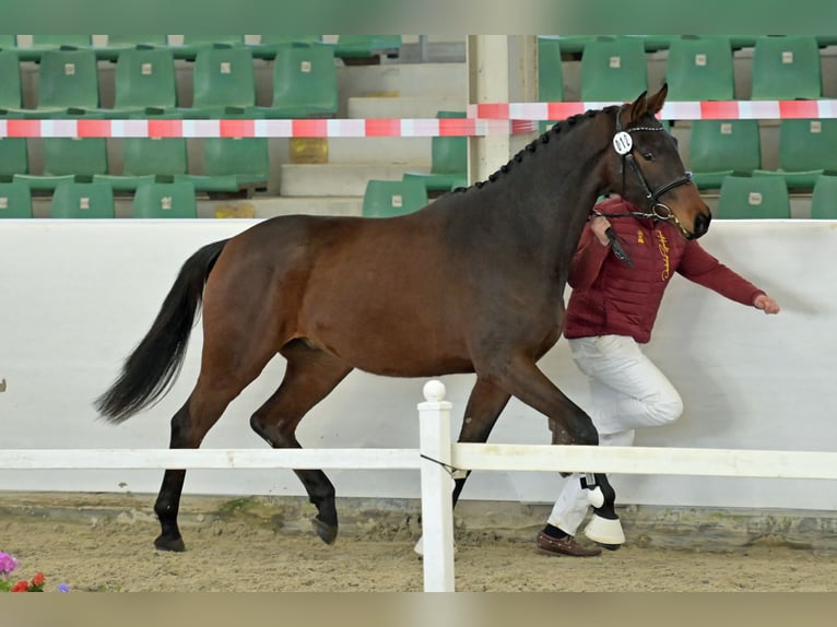 Sportivo Tedesco / Sportivo della Germania Castrone 3 Anni Baio scuro in Niederkirchen
