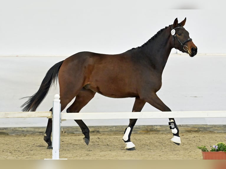 Sportivo Tedesco / Sportivo della Germania Castrone 3 Anni Baio scuro in Niederkirchen