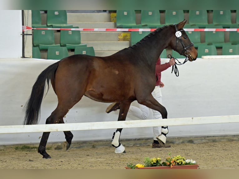 Sportivo Tedesco / Sportivo della Germania Castrone 3 Anni Baio scuro in Niederkirchen