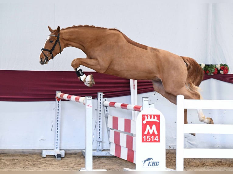 Sportivo Tedesco / Sportivo della Germania Castrone 3 Anni Sauro in Gomadingen