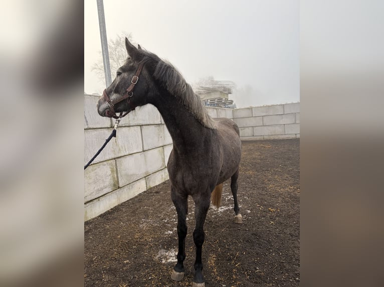 Sportivo Tedesco / Sportivo della Germania Castrone 4 Anni 160 cm Grigio in Ingoldingen