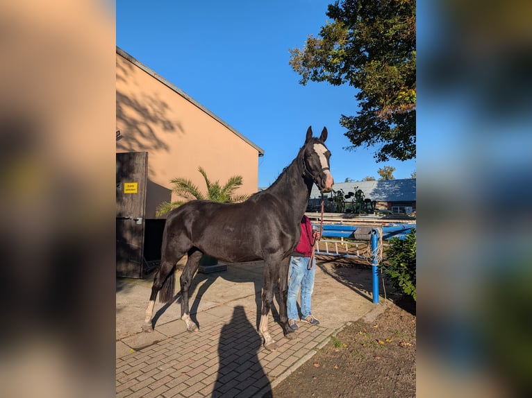 Sportivo Tedesco / Sportivo della Germania Castrone 4 Anni 160 cm Morello in Hohenbocka