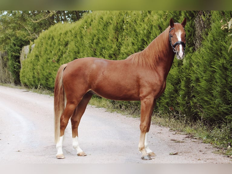 Sportivo Tedesco / Sportivo della Germania Castrone 4 Anni 160 cm Sauro in Brévonnes