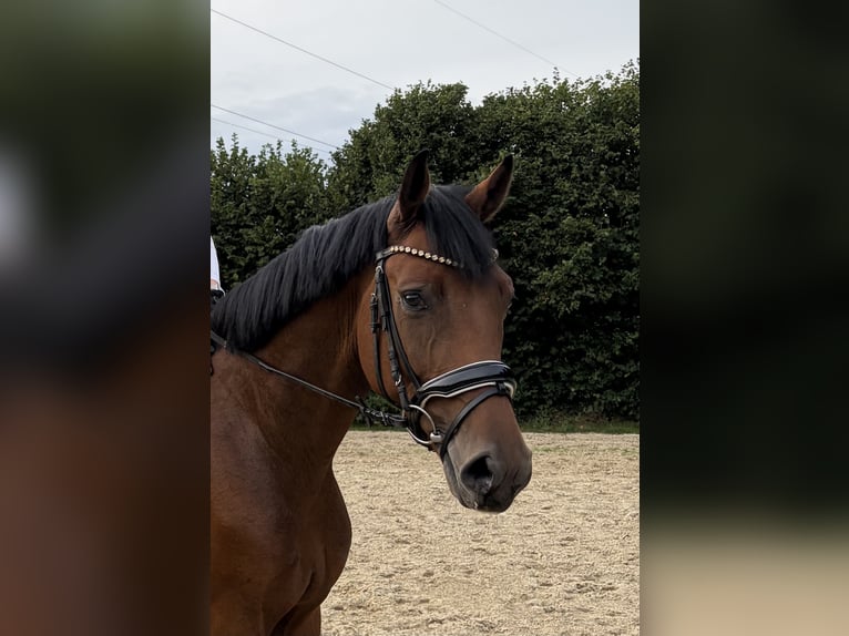 Sportivo Tedesco / Sportivo della Germania Castrone 4 Anni 161 cm Baio in Brakel