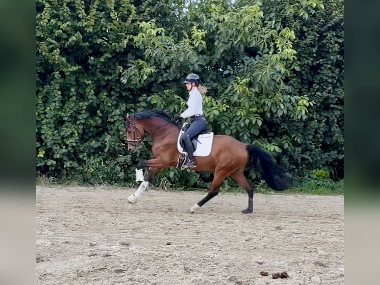 Sportivo Tedesco / Sportivo della Germania Castrone 4 Anni 161 cm Baio in Brakel