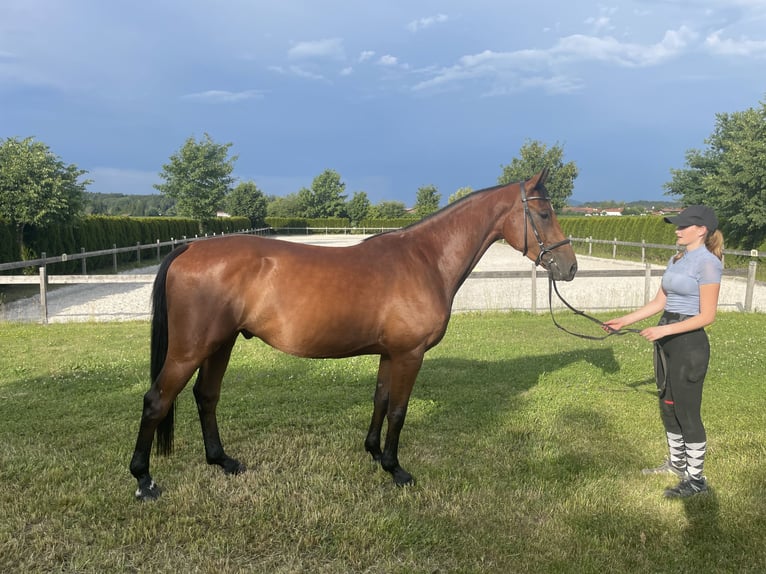 Sportivo Tedesco / Sportivo della Germania Castrone 4 Anni 161 cm Baio in Petting
