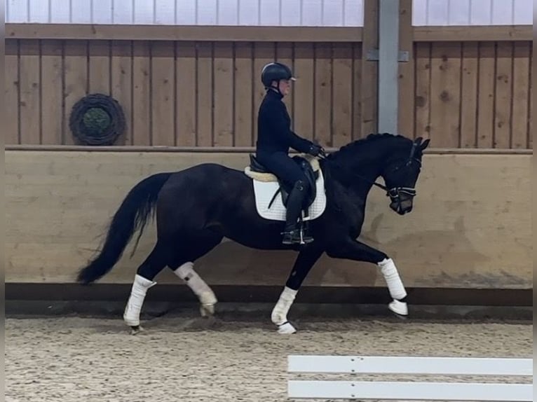 Sportivo Tedesco / Sportivo della Germania Castrone 4 Anni 161 cm Baio scuro in Jengen