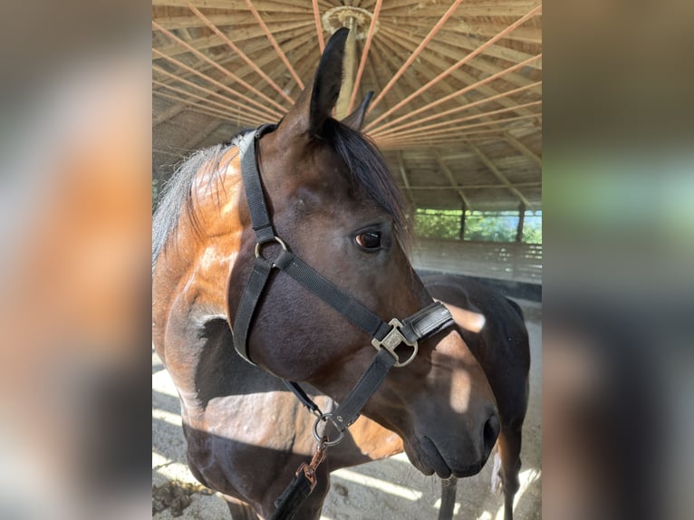 Sportivo Tedesco / Sportivo della Germania Castrone 4 Anni 161 cm Baio scuro in Straubing Sportivo Tedesco / Sportivo della Germania Castrone 4 Anni 161 cm Baio scuro in Straubing