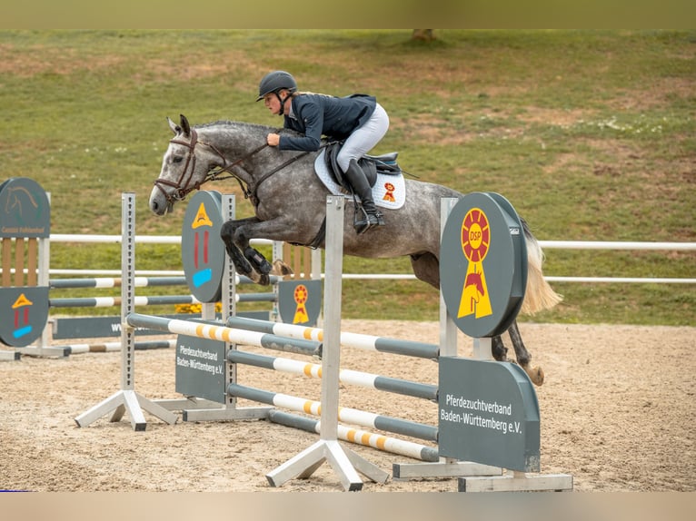 Sportivo Tedesco / Sportivo della Germania Castrone 4 Anni 161 cm Grigio in Gomadingen
