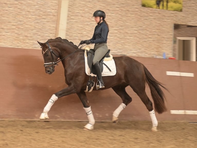 Sportivo Tedesco / Sportivo della Germania Castrone 4 Anni 161 cm Sauro scuro in Wehringen