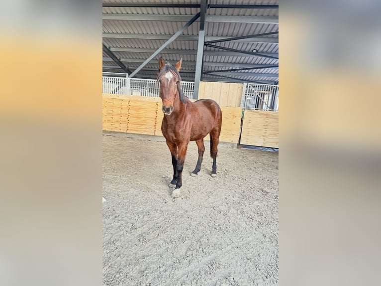 Sportivo Tedesco / Sportivo della Germania Castrone 4 Anni 162 cm Baio in Gronau (Leine)