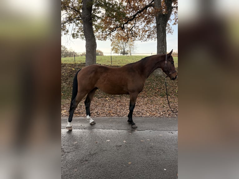 Sportivo Tedesco / Sportivo della Germania Castrone 4 Anni 162 cm Baio in Daldorf