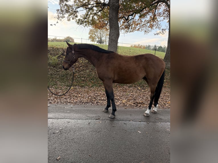 Sportivo Tedesco / Sportivo della Germania Castrone 4 Anni 162 cm Baio in Daldorf