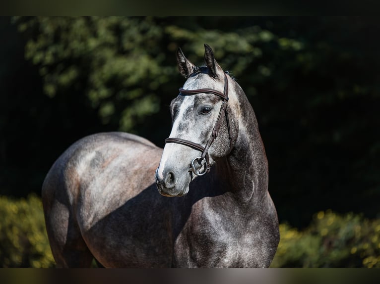 Sportivo Tedesco / Sportivo della Germania Castrone 4 Anni 162 cm Grigio in Riedstadt