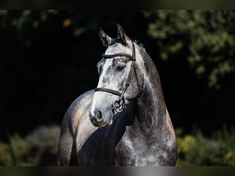 Sportivo Tedesco / Sportivo della Germania Castrone 4 Anni 162 cm Grigio in Riedstadt
