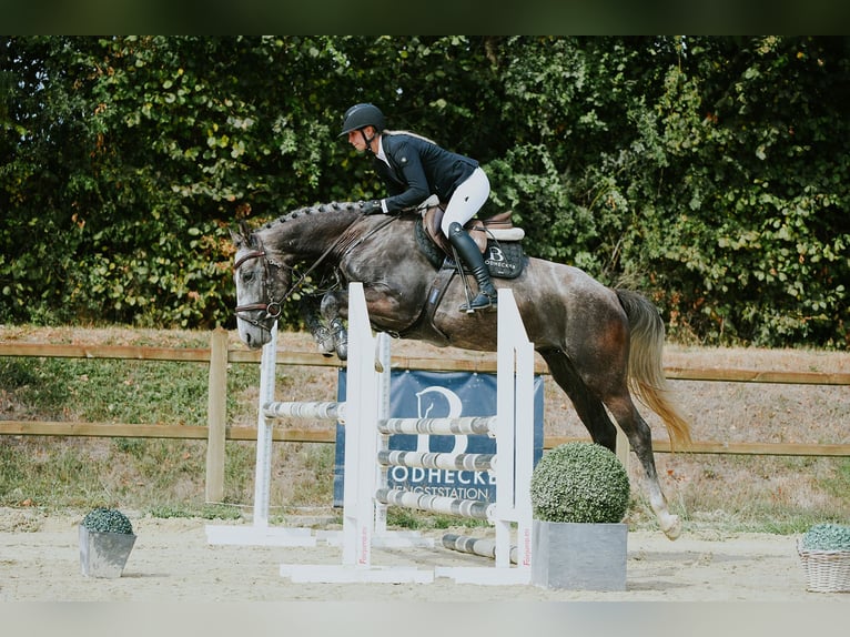 Sportivo Tedesco / Sportivo della Germania Castrone 4 Anni 162 cm Grigio in Riedstadt