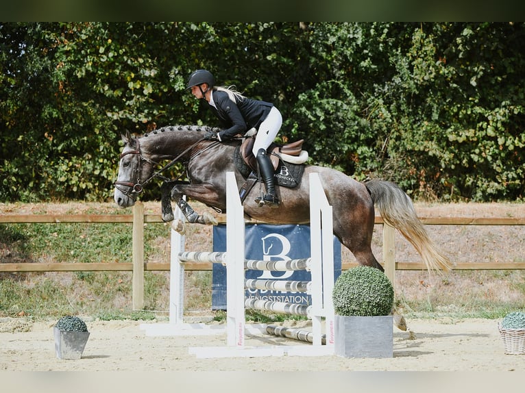 Sportivo Tedesco / Sportivo della Germania Castrone 4 Anni 162 cm Grigio in Riedstadt