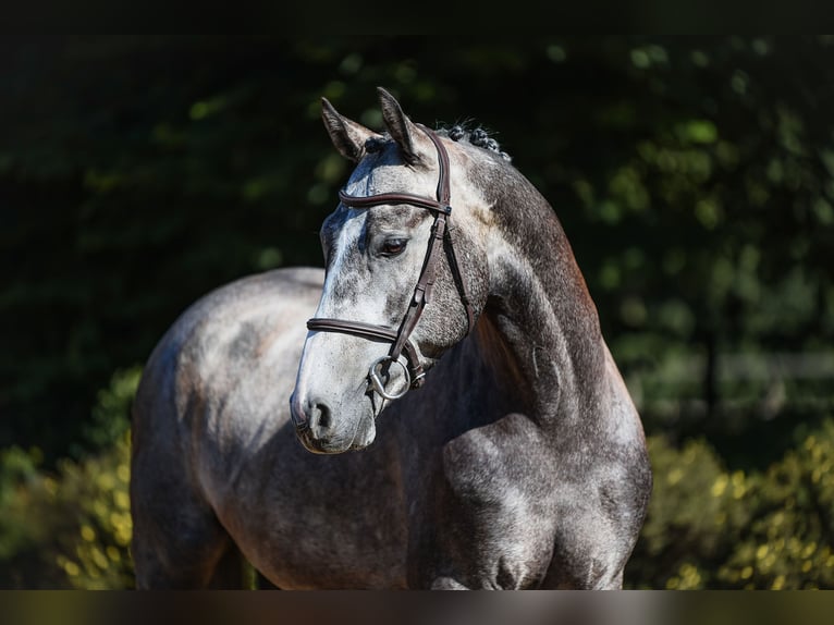 Sportivo Tedesco / Sportivo della Germania Castrone 4 Anni 162 cm Grigio in Riedstadt