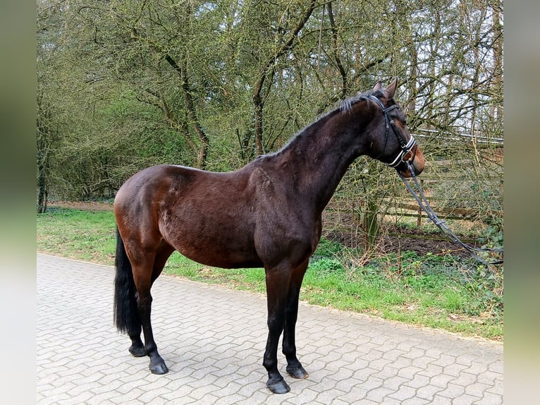 Sportivo Tedesco / Sportivo della Germania Castrone 4 Anni 163 cm Baio in Kurchdorf