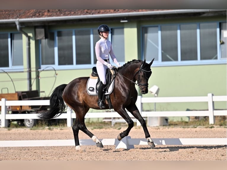 Sportivo Tedesco / Sportivo della Germania Castrone 4 Anni 163 cm Baio nero in Kümmersbruck