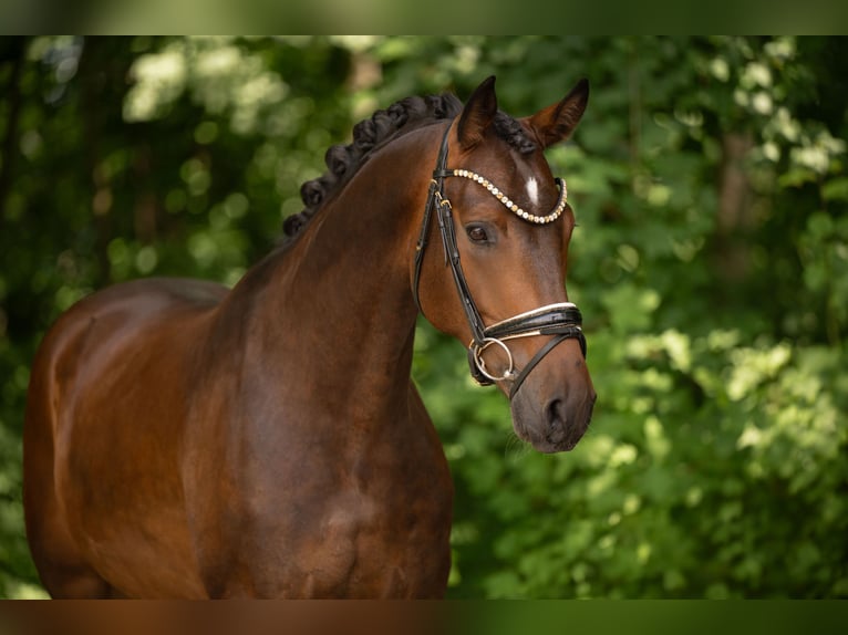 Sportivo Tedesco / Sportivo della Germania Castrone 4 Anni 163 cm Baio scuro in Wehringen