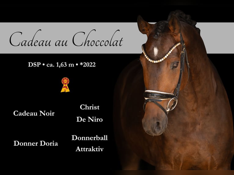 Sportivo Tedesco / Sportivo della Germania Castrone 4 Anni 163 cm Baio scuro in Wehringen