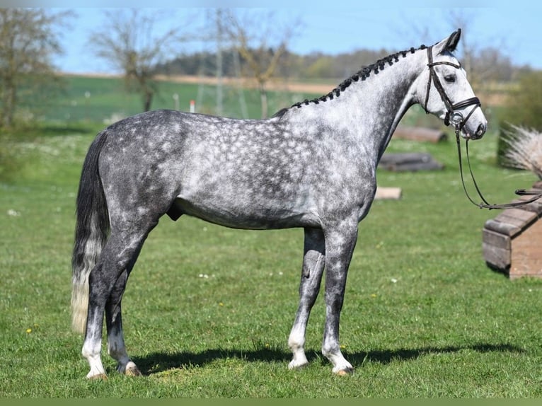Sportivo Tedesco / Sportivo della Germania Castrone 4 Anni 163 cm Grigio in Gomadingen