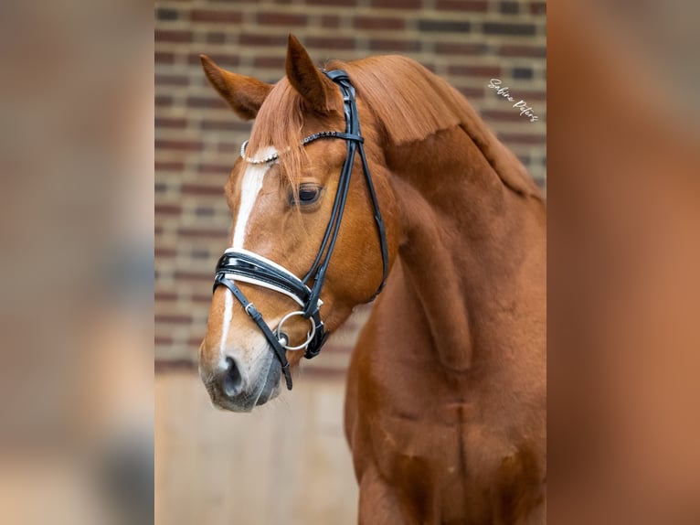 Sportivo Tedesco / Sportivo della Germania Castrone 4 Anni 163 cm Sauro in Goch