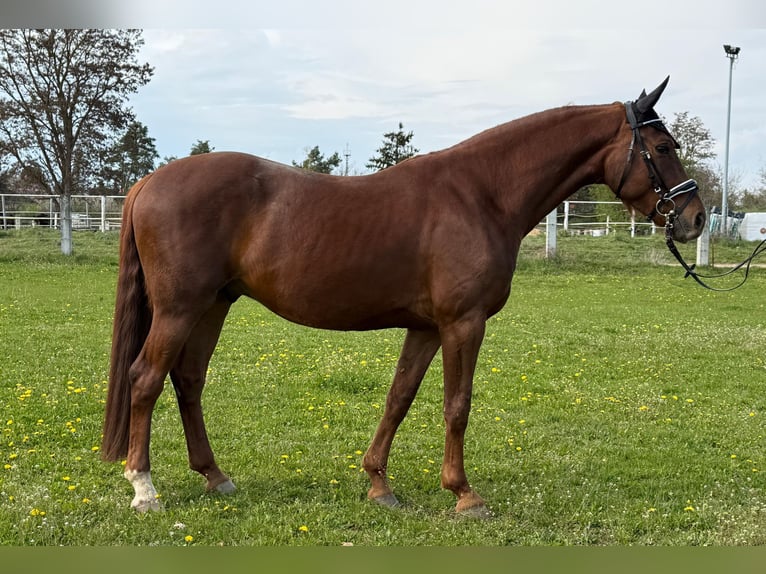 Sportivo Tedesco / Sportivo della Germania Castrone 4 Anni 163 cm Sauro scuro in Eilenburg