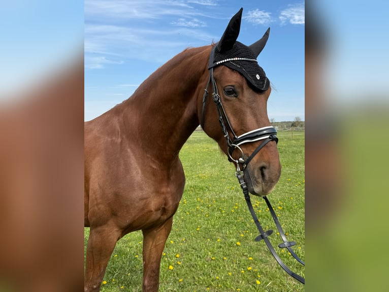 Sportivo Tedesco / Sportivo della Germania Castrone 4 Anni 163 cm Sauro scuro in Eilenburg