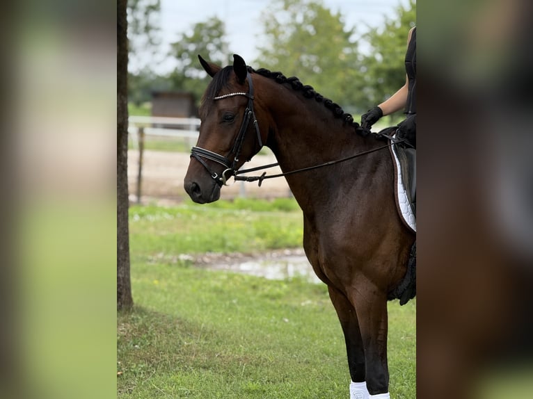 Sportivo Tedesco / Sportivo della Germania Castrone 4 Anni 164 cm Baio in Karlsfeld