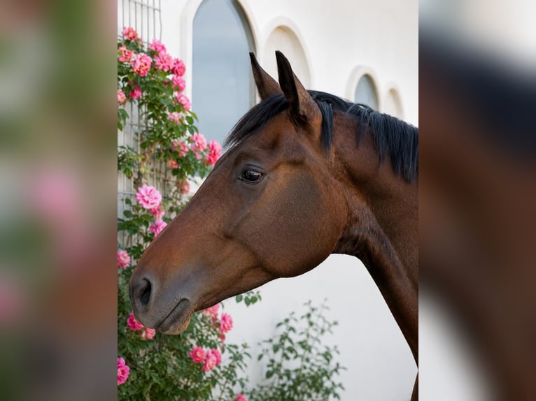 Sportivo Tedesco / Sportivo della Germania Castrone 4 Anni 164 cm Baio in Karlsfeld