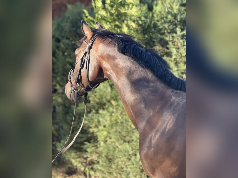 Sportivo Tedesco / Sportivo della Germania Castrone 4 Anni 164 cm Baio scuro in Karlsfeld