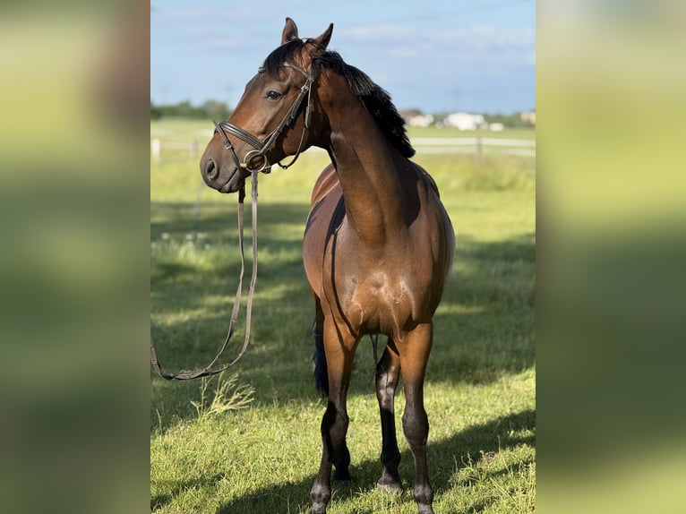 Sportivo Tedesco / Sportivo della Germania Castrone 4 Anni 164 cm Baio scuro in Karlsfeld