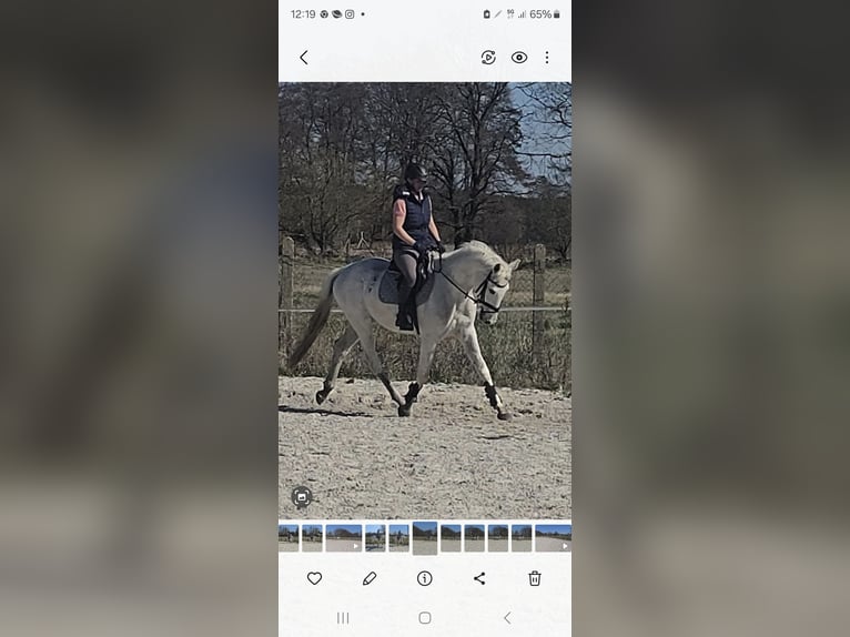 Sportivo Tedesco / Sportivo della Germania Castrone 4 Anni 164 cm Grigio in Sperenberg