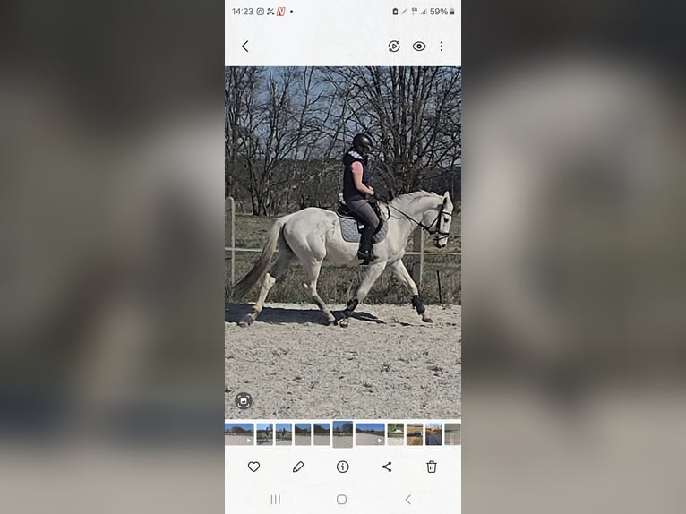 Sportivo Tedesco / Sportivo della Germania Castrone 4 Anni 164 cm Grigio in Sperenberg