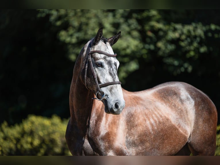 Sportivo Tedesco / Sportivo della Germania Castrone 4 Anni 164 cm Grigio in Riedstadt