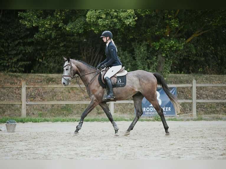 Sportivo Tedesco / Sportivo della Germania Castrone 4 Anni 164 cm Grigio in Riedstadt