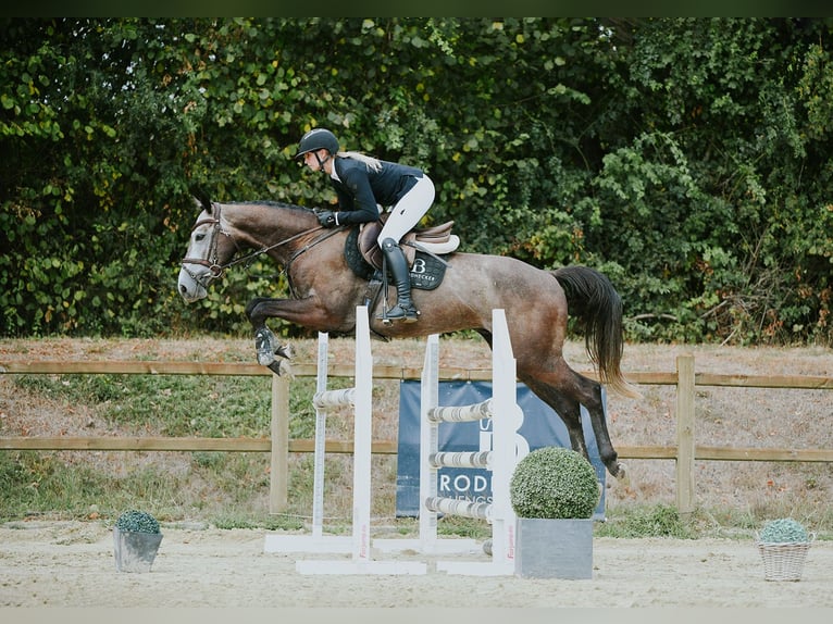 Sportivo Tedesco / Sportivo della Germania Castrone 4 Anni 164 cm Grigio in Riedstadt