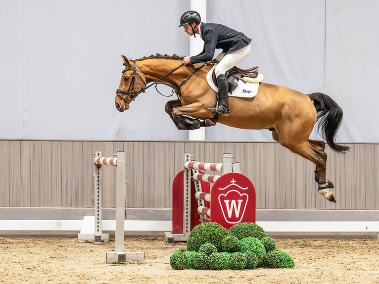 Sportivo Tedesco / Sportivo della Germania Castrone 4 Anni 165 cm Baio in Münster-Handorf