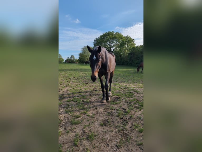 Sportivo Tedesco / Sportivo della Germania Castrone 4 Anni 165 cm Baio scuro in KielKiel