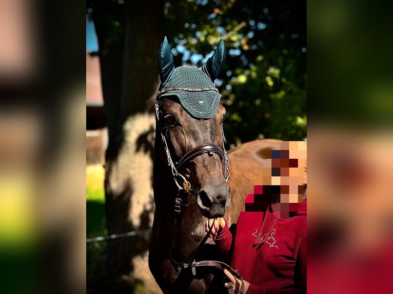 Sportivo Tedesco / Sportivo della Germania Castrone 4 Anni 165 cm Baio scuro in Callenberg