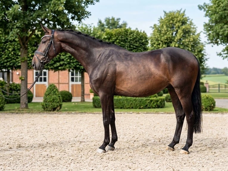 Sportivo Tedesco / Sportivo della Germania Castrone 4 Anni 165 cm Baio scuro in Heiligenstadt