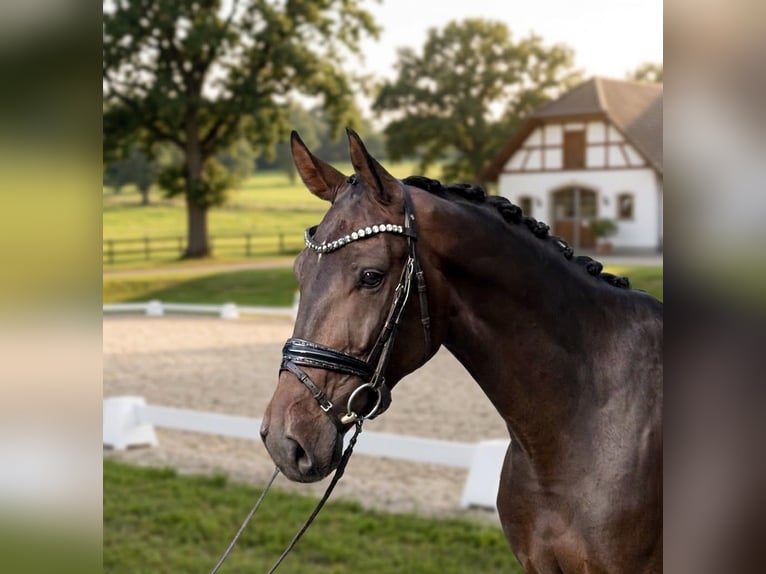 Sportivo Tedesco / Sportivo della Germania Castrone 4 Anni 165 cm Baio scuro in Heiligenstadt