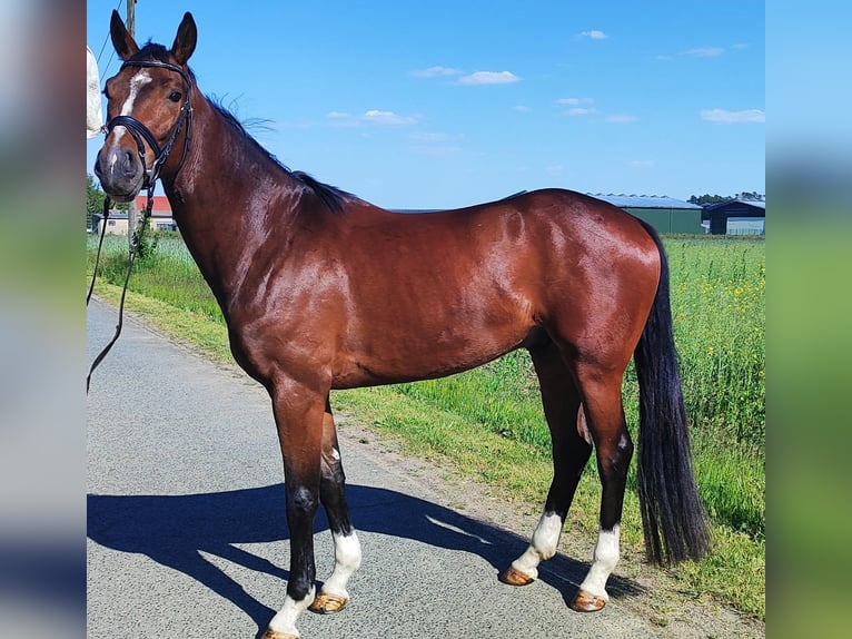 Sportivo Tedesco / Sportivo della Germania Castrone 4 Anni 165 cm Baio scuro in Liebsch&#xFC;tzberg