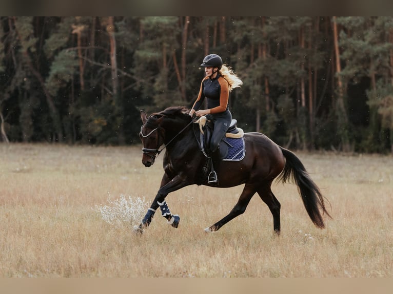 Sportivo Tedesco / Sportivo della Germania Castrone 4 Anni 165 cm Baio scuro in Sieversdorf-Hohenhofen