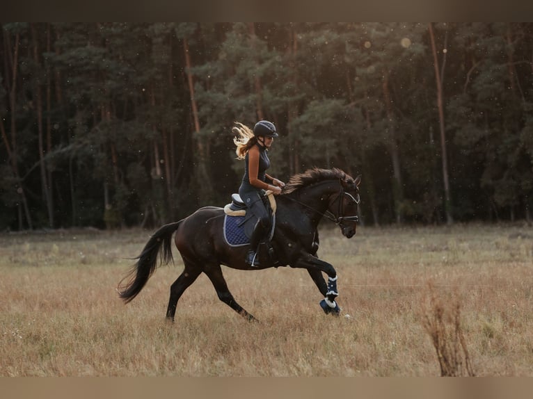 Sportivo Tedesco / Sportivo della Germania Castrone 4 Anni 165 cm Baio scuro in Sieversdorf-Hohenhofen