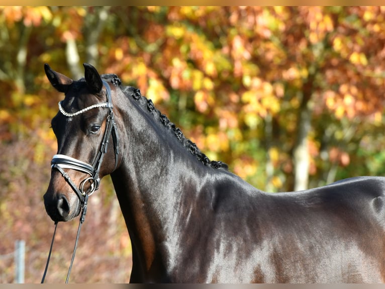 Sportivo Tedesco / Sportivo della Germania Castrone 4 Anni 165 cm Baio scuro in Kamern Sportivo Tedesco / Sportivo della Germania Castrone 4 Anni 165 cm Baio scuro in Kamern