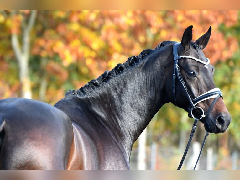 Sportivo Tedesco / Sportivo della Germania Castrone 4 Anni 165 cm Baio scuro in Kamern Sportivo Tedesco / Sportivo della Germania Castrone 4 Anni 165 cm Baio scuro in Kamern